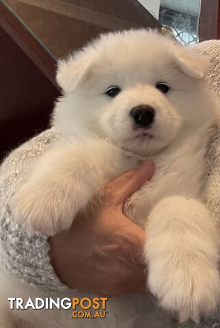 Samoyed puppies for sale