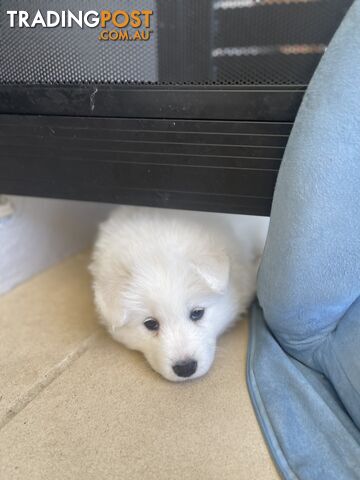 Samoyed puppies for sale