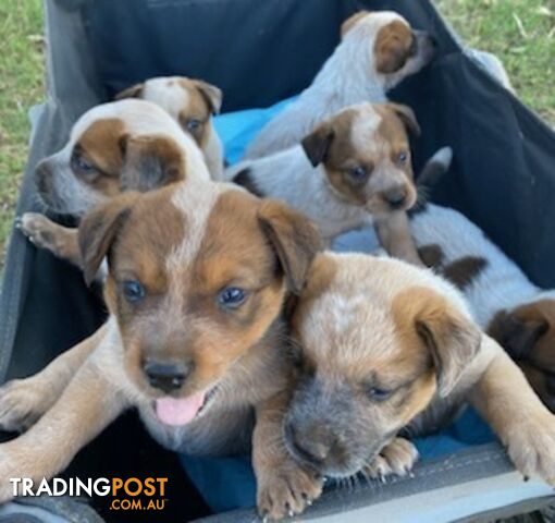 Red Cattle Dog Pups