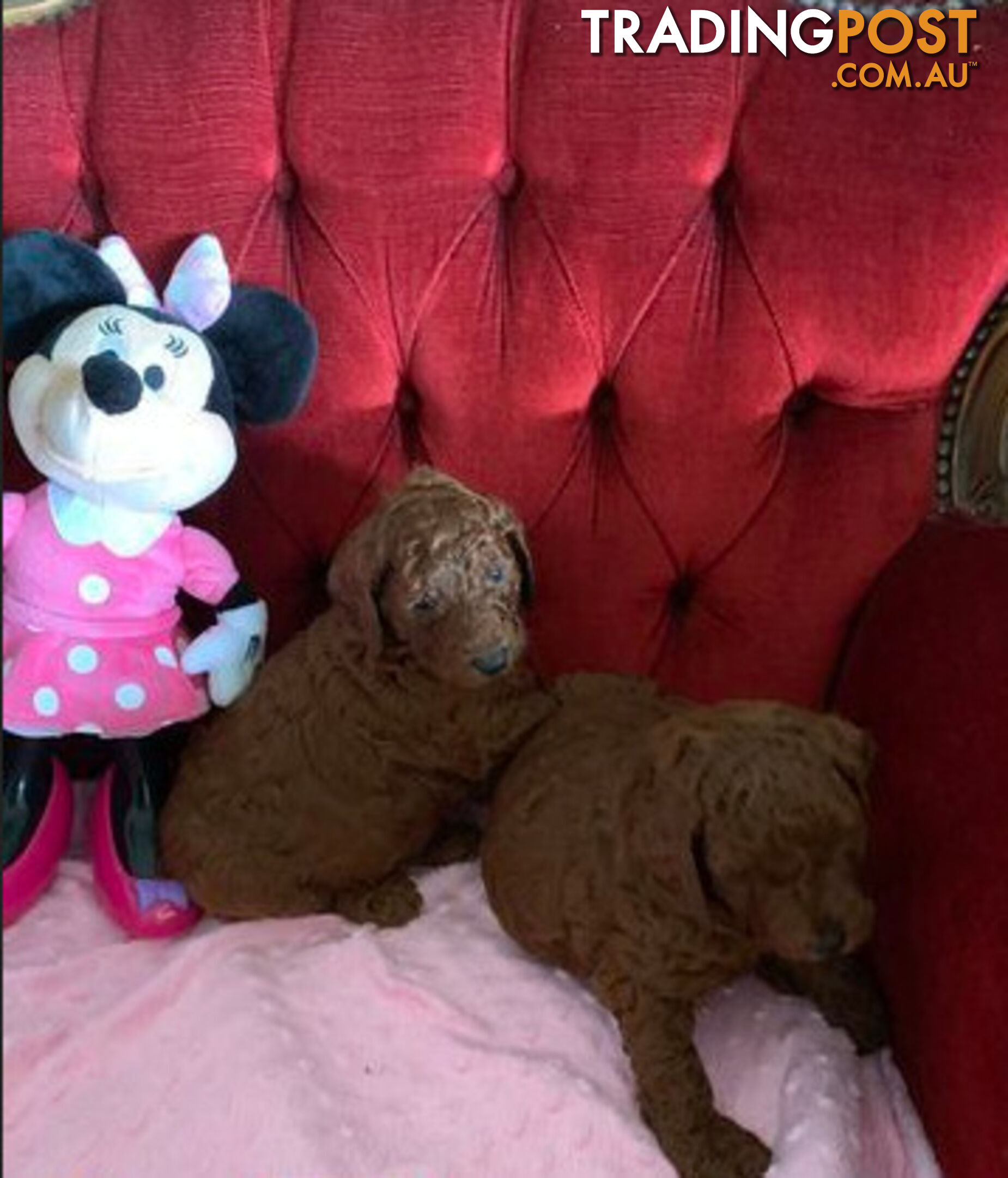 PEDIGREED RED STANDARD POODLE PUPS READY NOW