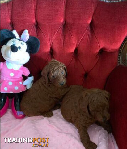 PEDIGREED RED STANDARD POODLE PUPS READY NOW