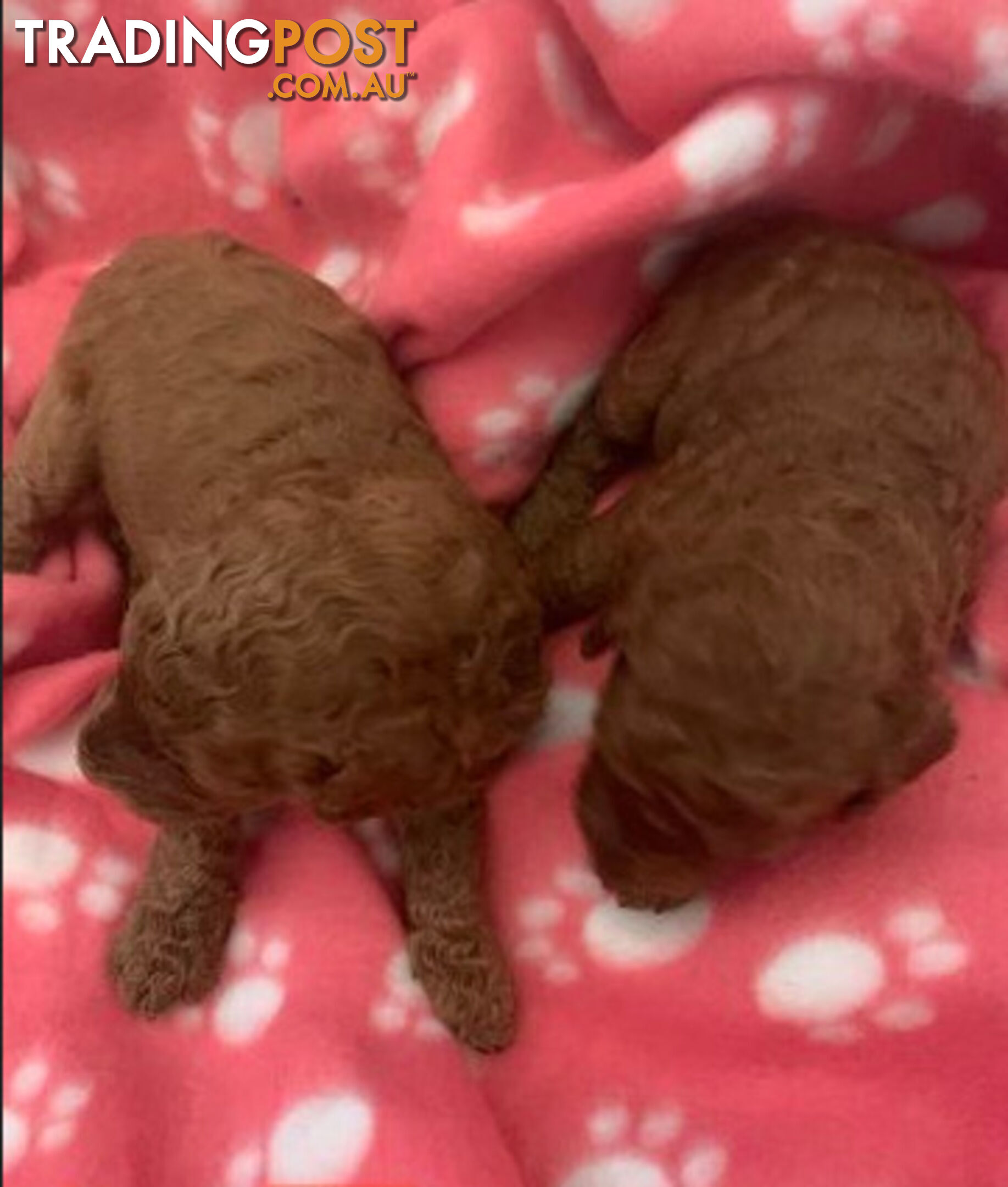 PEDIGREED RED STANDARD POODLE PUPS READY NOW