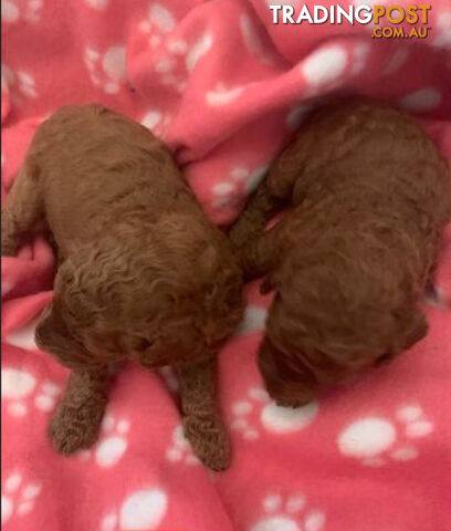 PEDIGREED RED STANDARD POODLE PUPS READY NOW