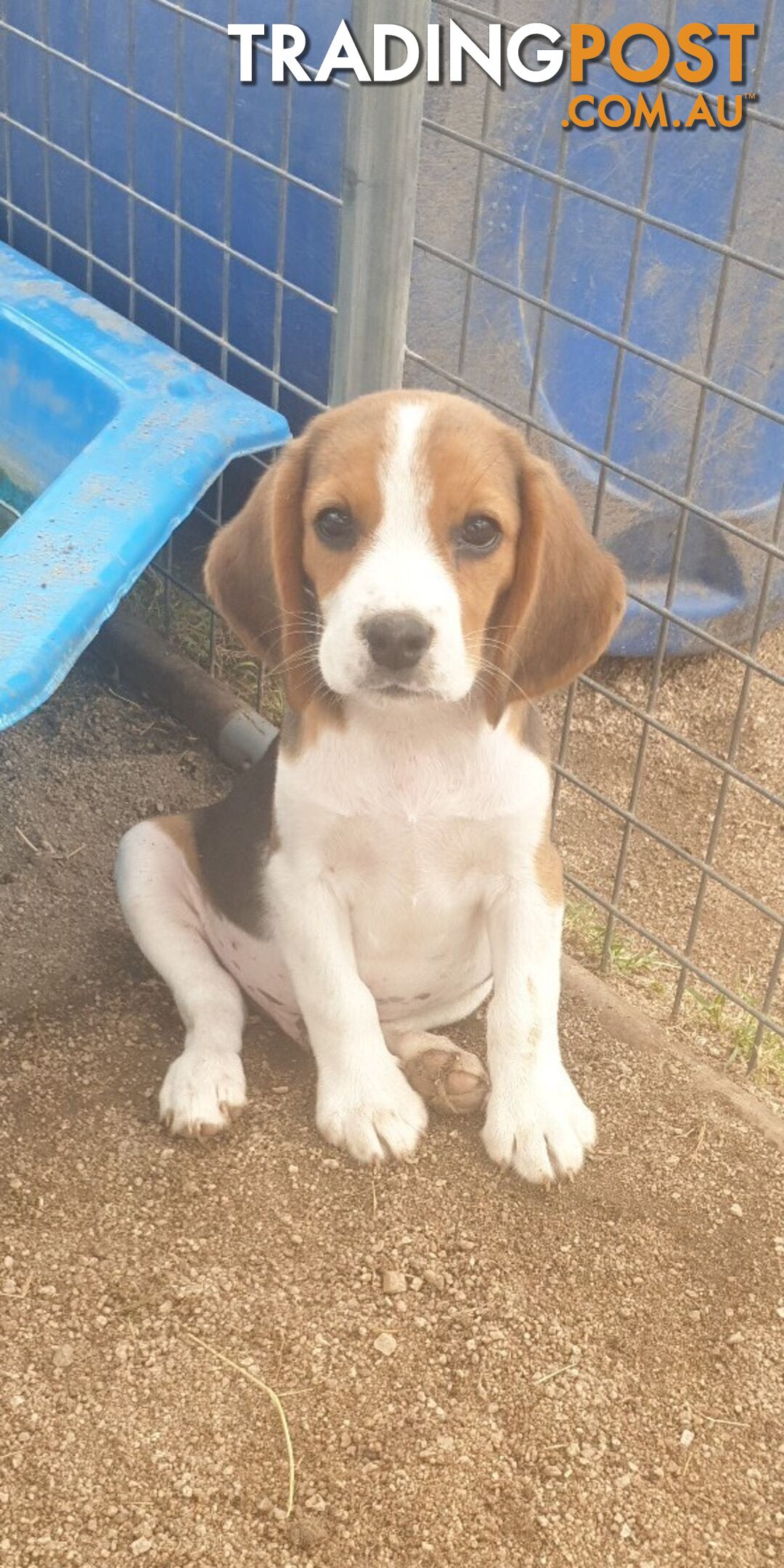 Beaglier Puppies