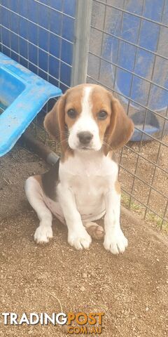 Beaglier Puppies