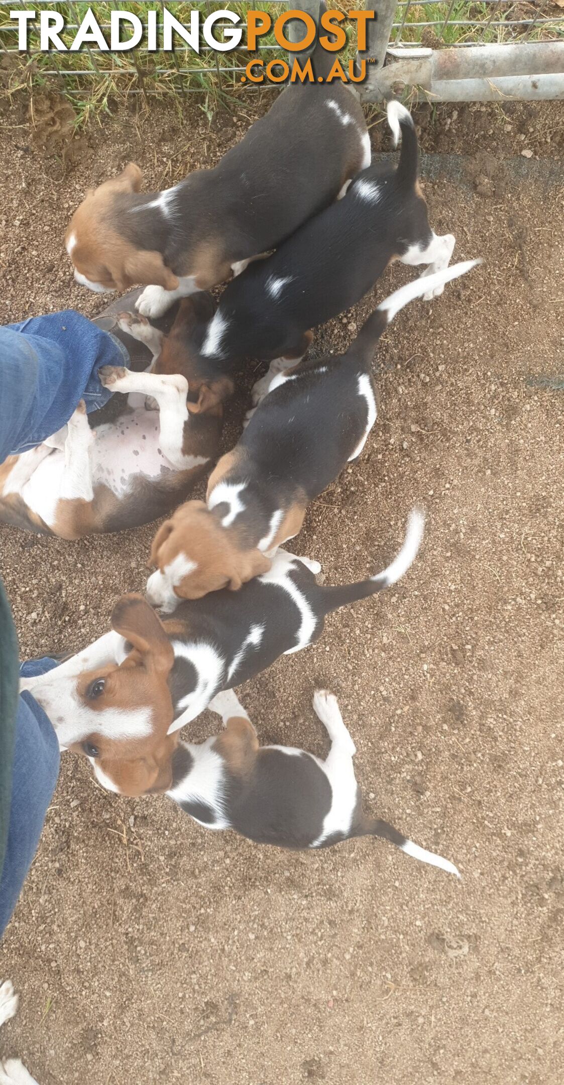 Beaglier Puppies