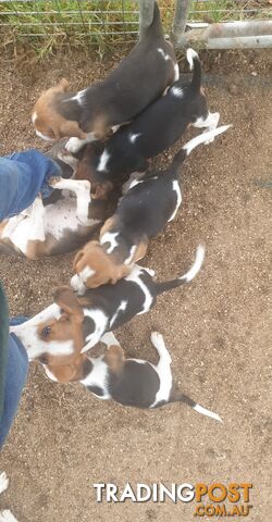 Beaglier Puppies