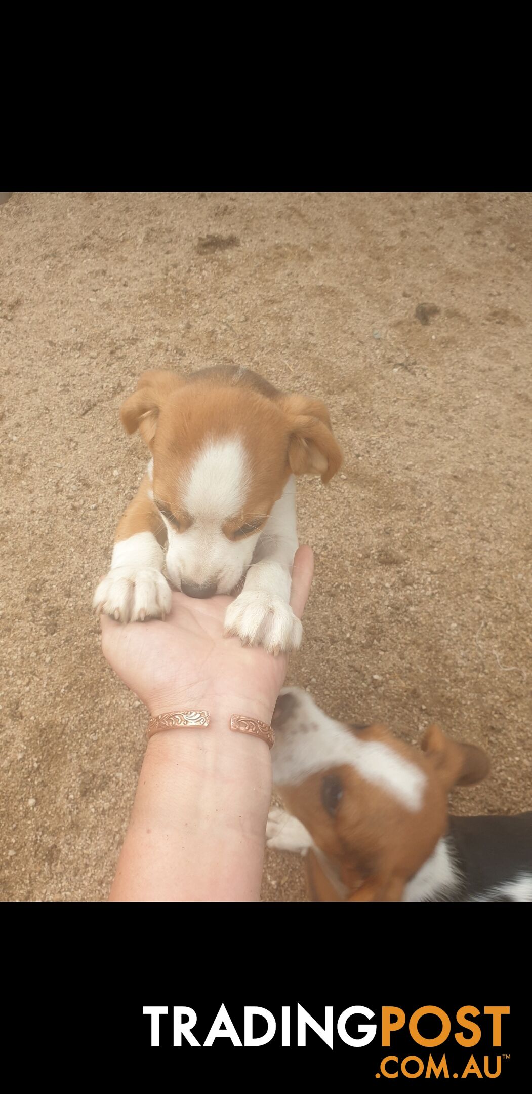 Beaglier Puppies