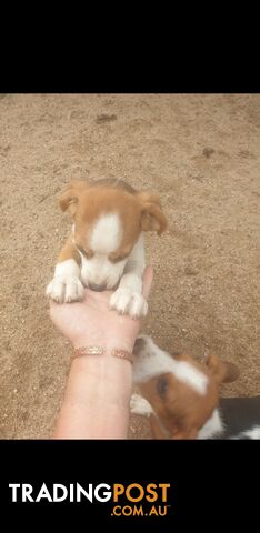 Beaglier Puppies