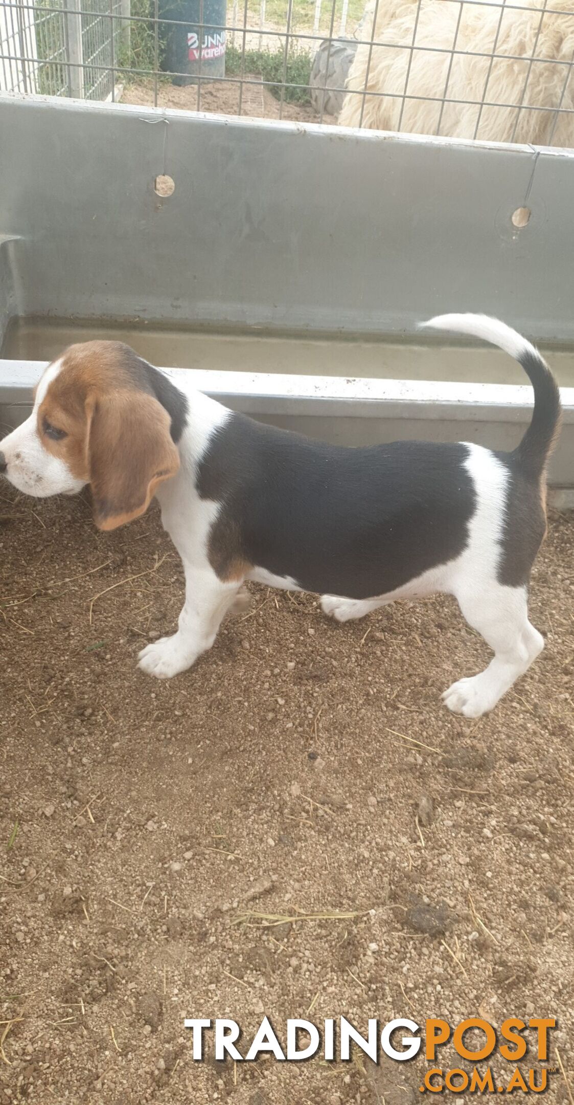 Beaglier Puppies