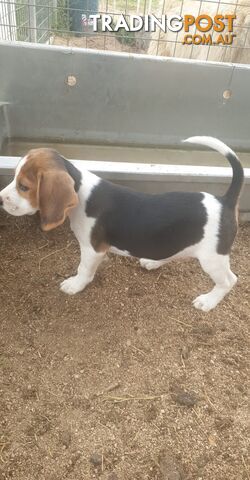 Beaglier Puppies