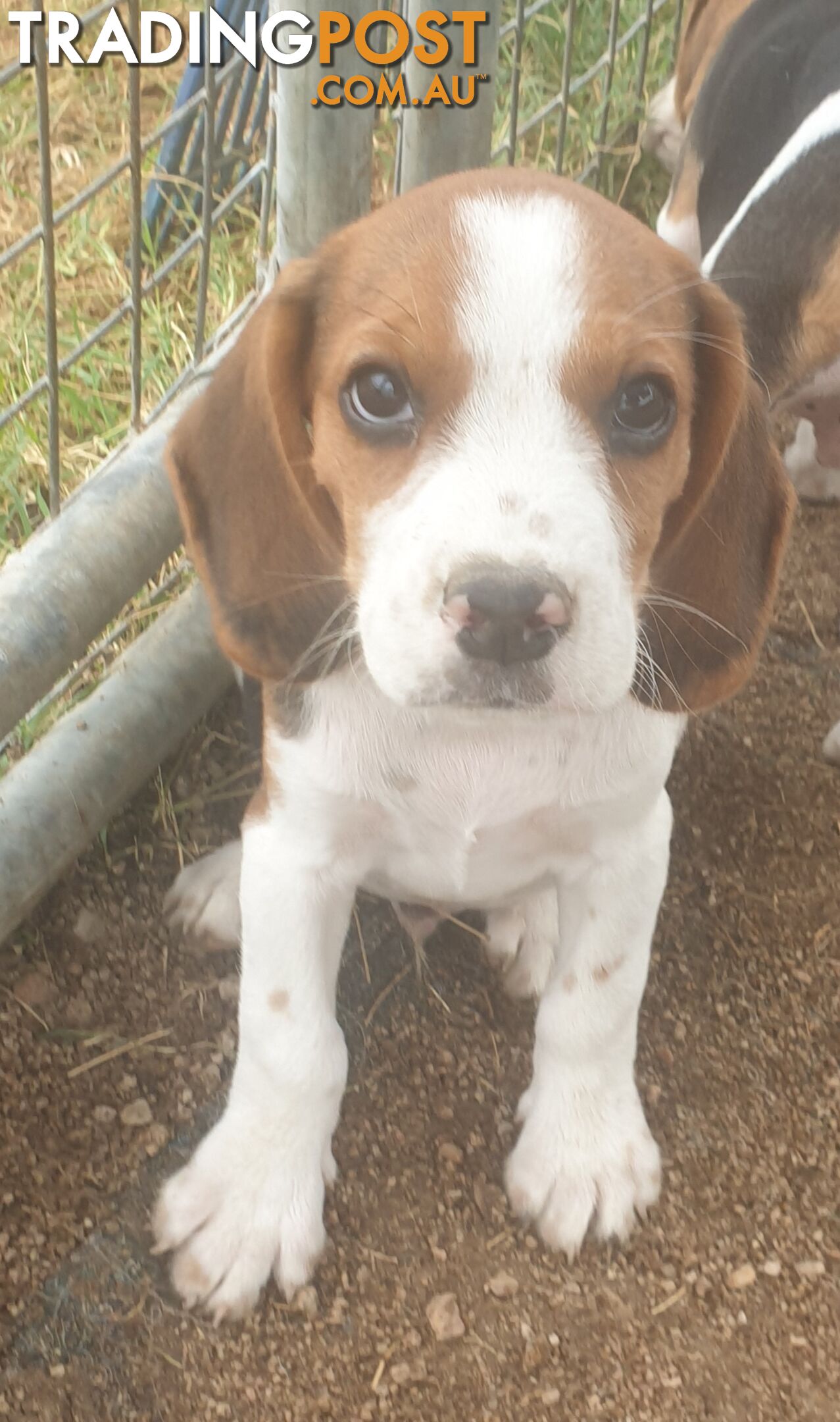 Beaglier Puppies