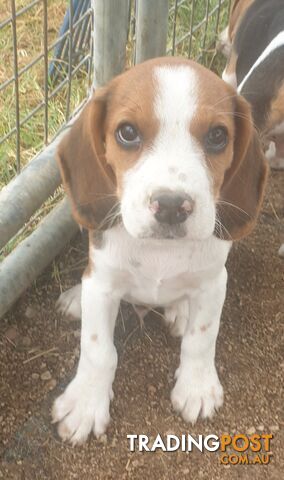 Beaglier Puppies