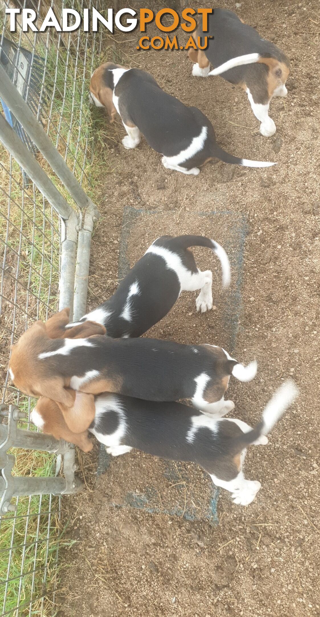 Beaglier Puppies