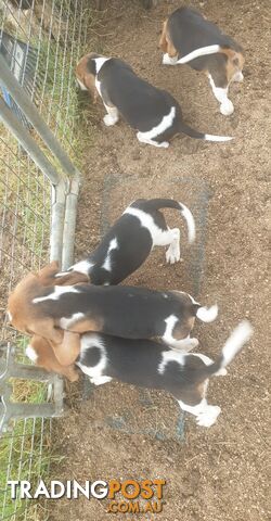 Beaglier Puppies