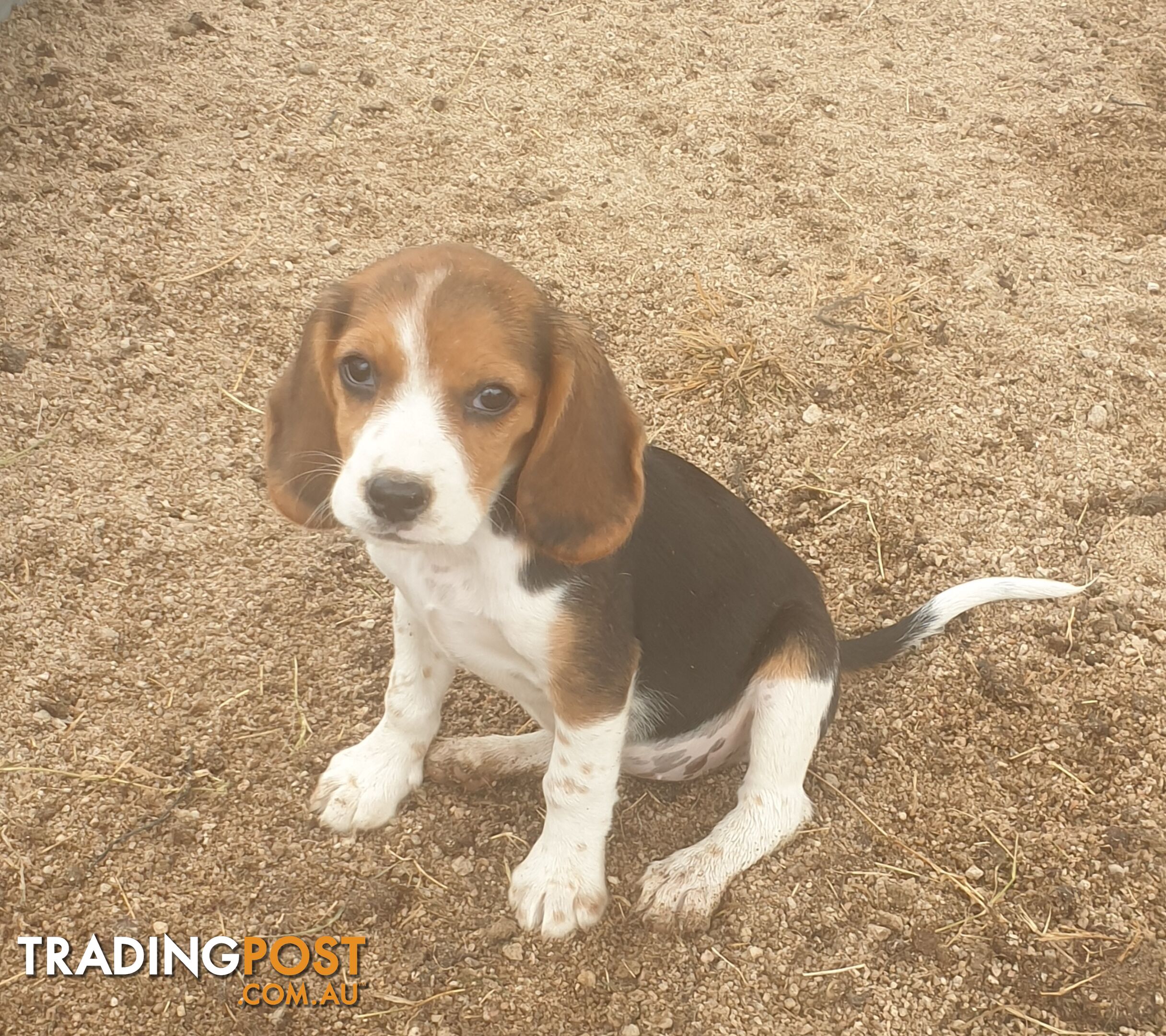 Beaglier Puppies