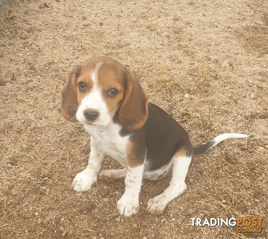 Beaglier Puppies