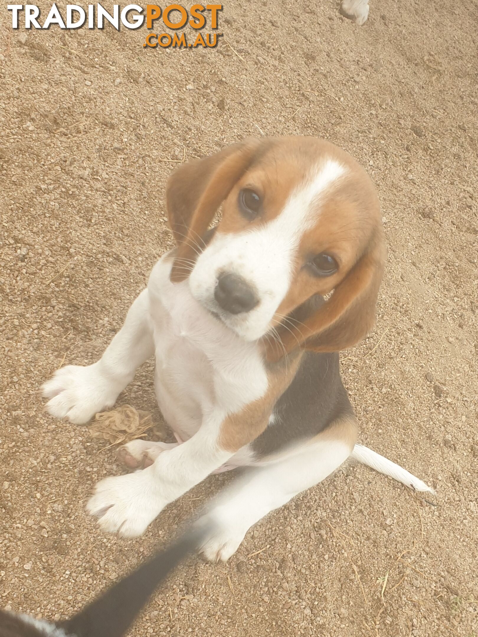 Beaglier Puppies