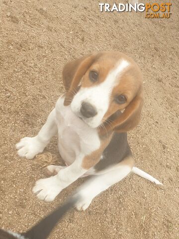 Beaglier Puppies