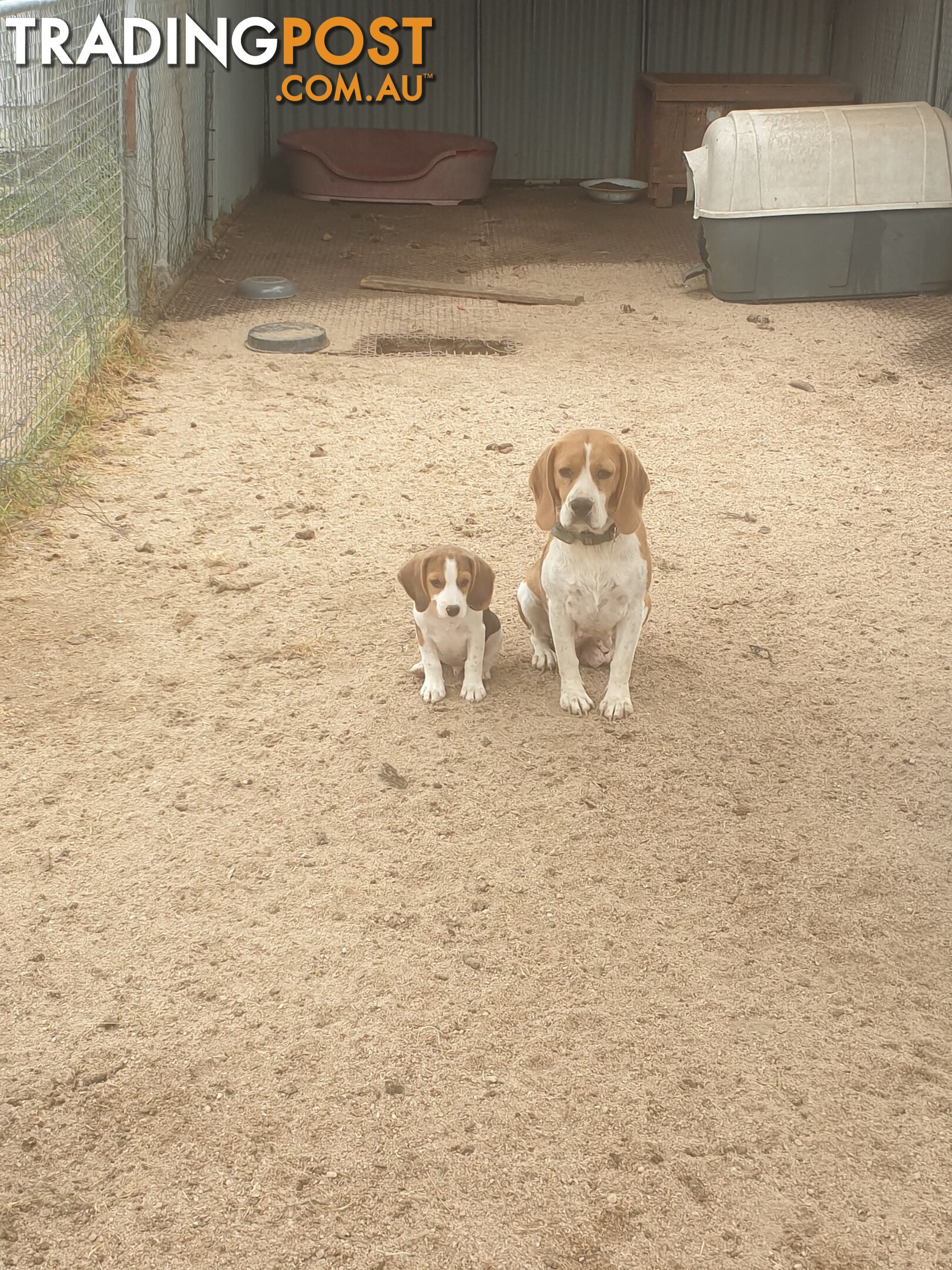 Beaglier Puppies