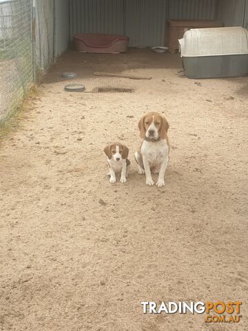 Beaglier Puppies