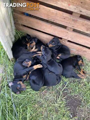 Doberman pups ready now!