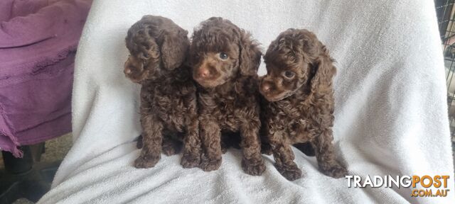 Tiny toy purebred poodles