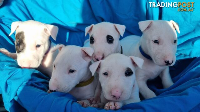 5 Purebred bull Terrier puppies all boys