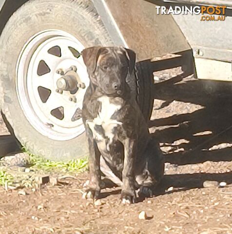 Working Dogs - photo 2 of 4