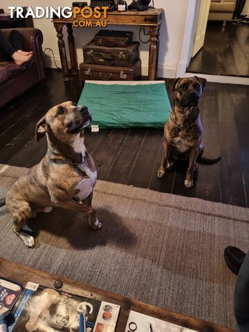 Working Dogs - photo 3 of 4