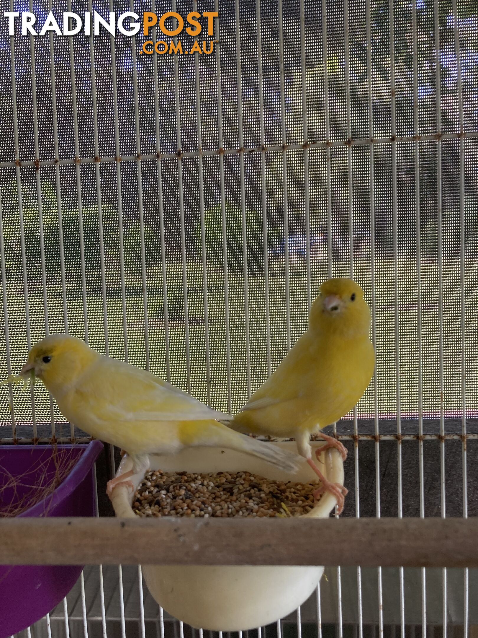 Male and Female Canaries