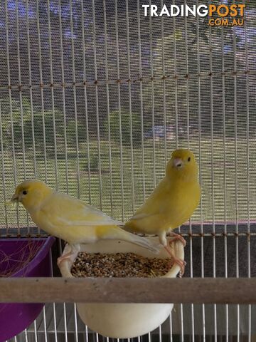 Male and Female Canaries