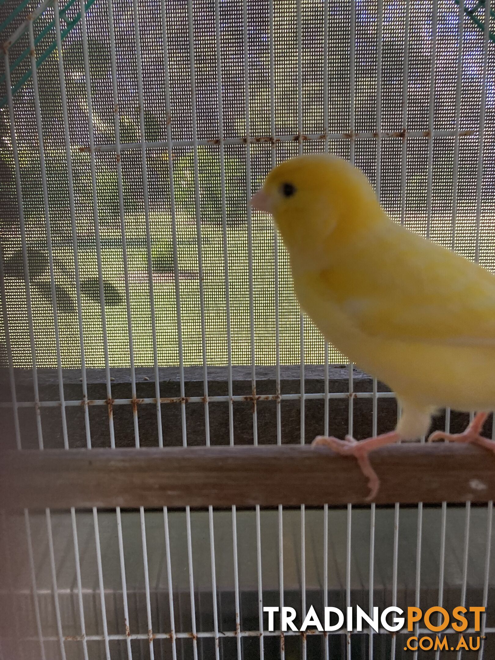 Male and Female Canaries