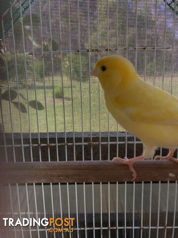 Male and Female Canaries