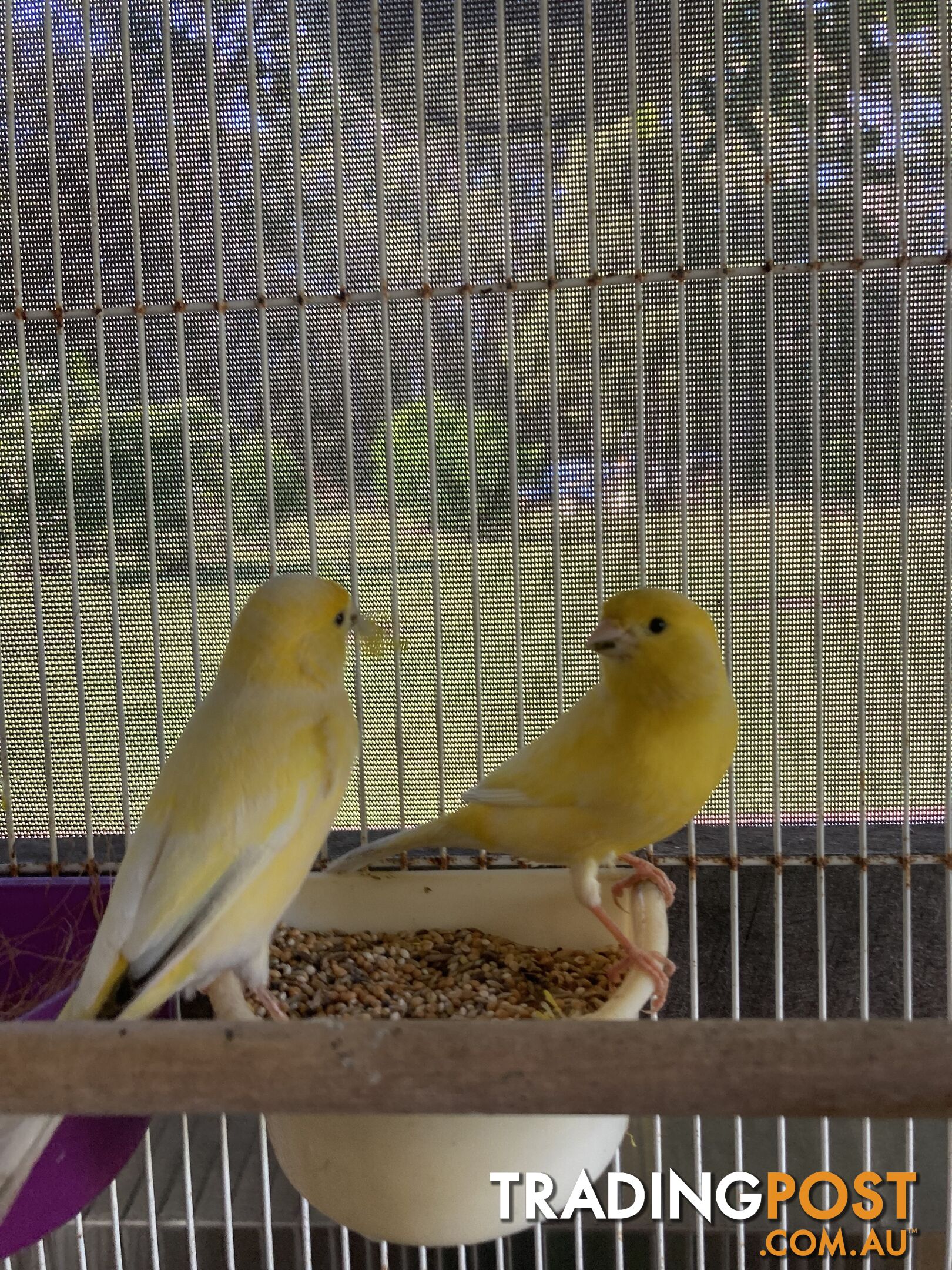 Male and Female Canaries