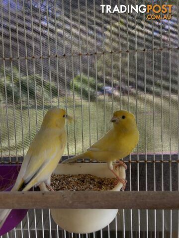 Male and Female Canaries