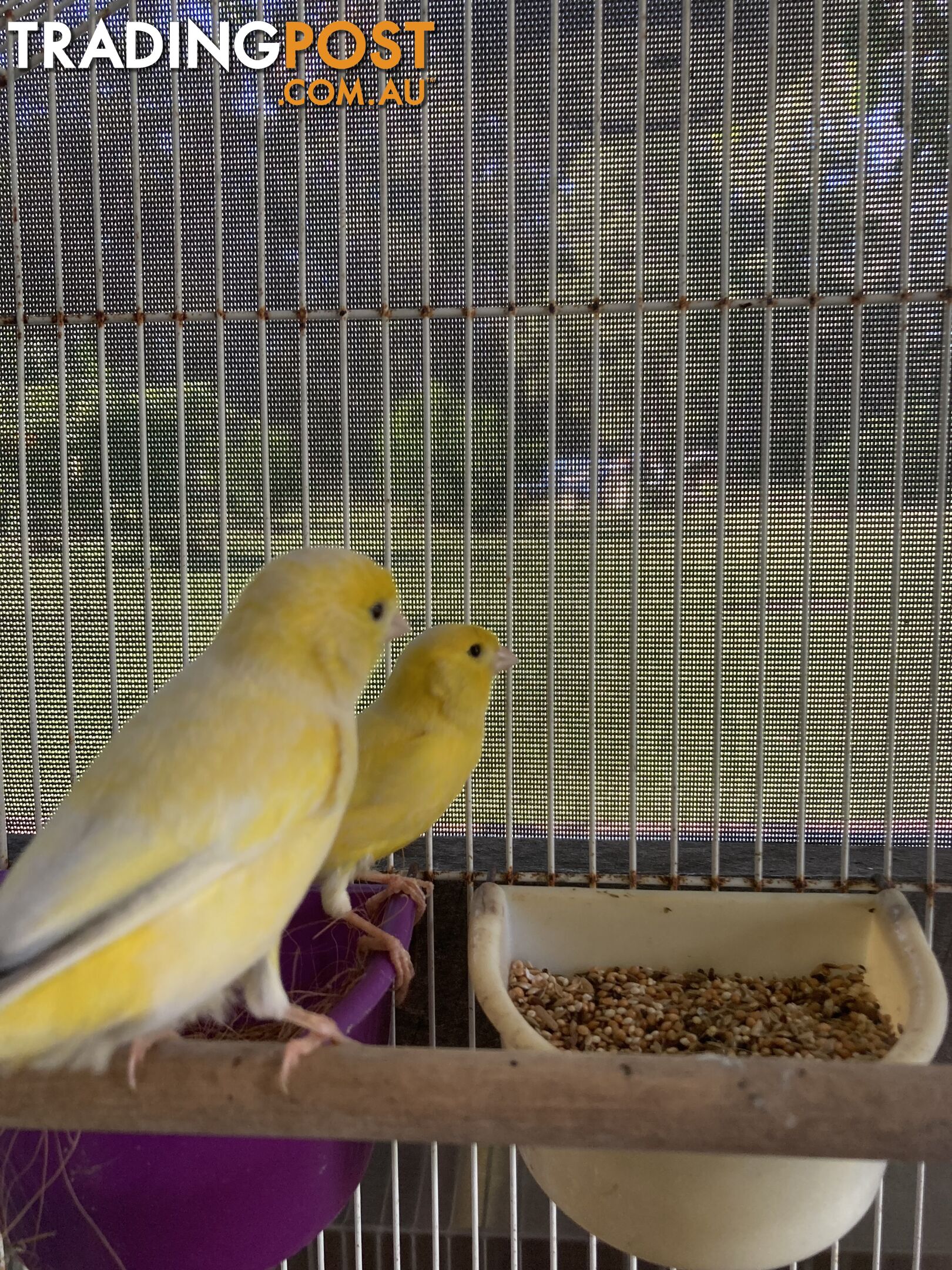 Male and Female Canaries