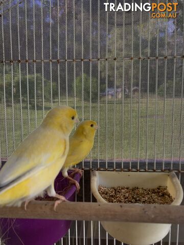 Male and Female Canaries