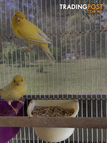 Male and Female Canaries