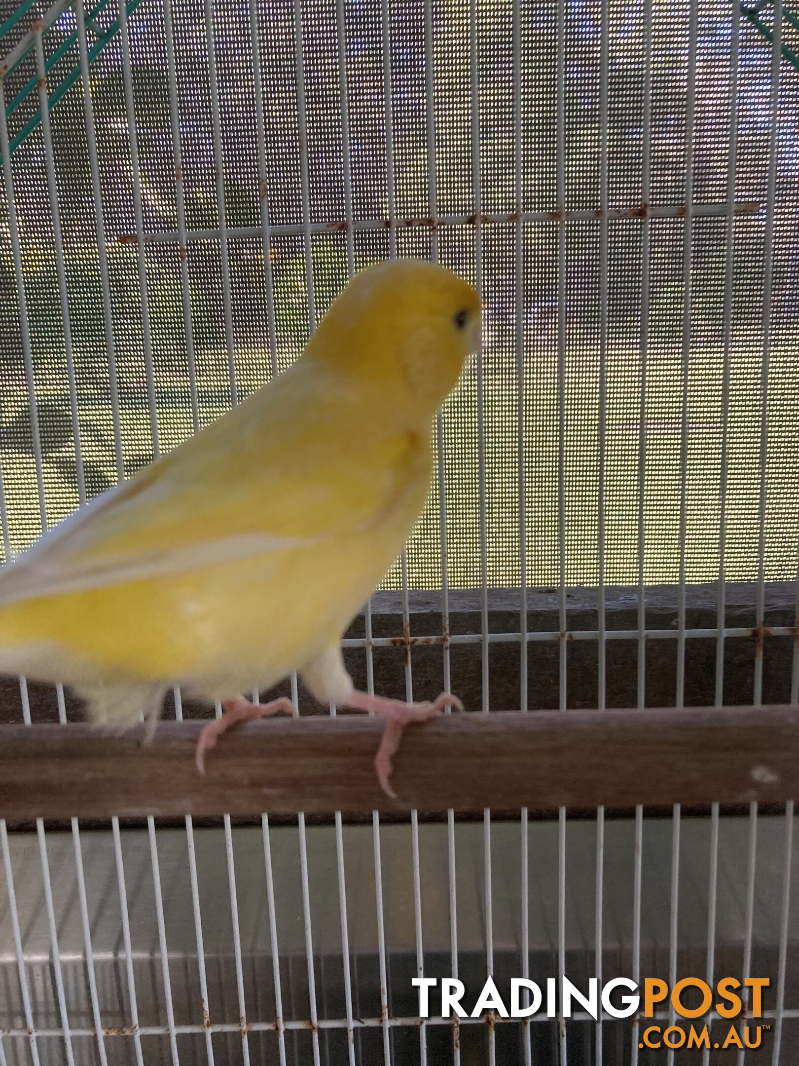 Male and Female Canaries