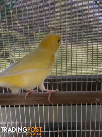 Male and Female Canaries