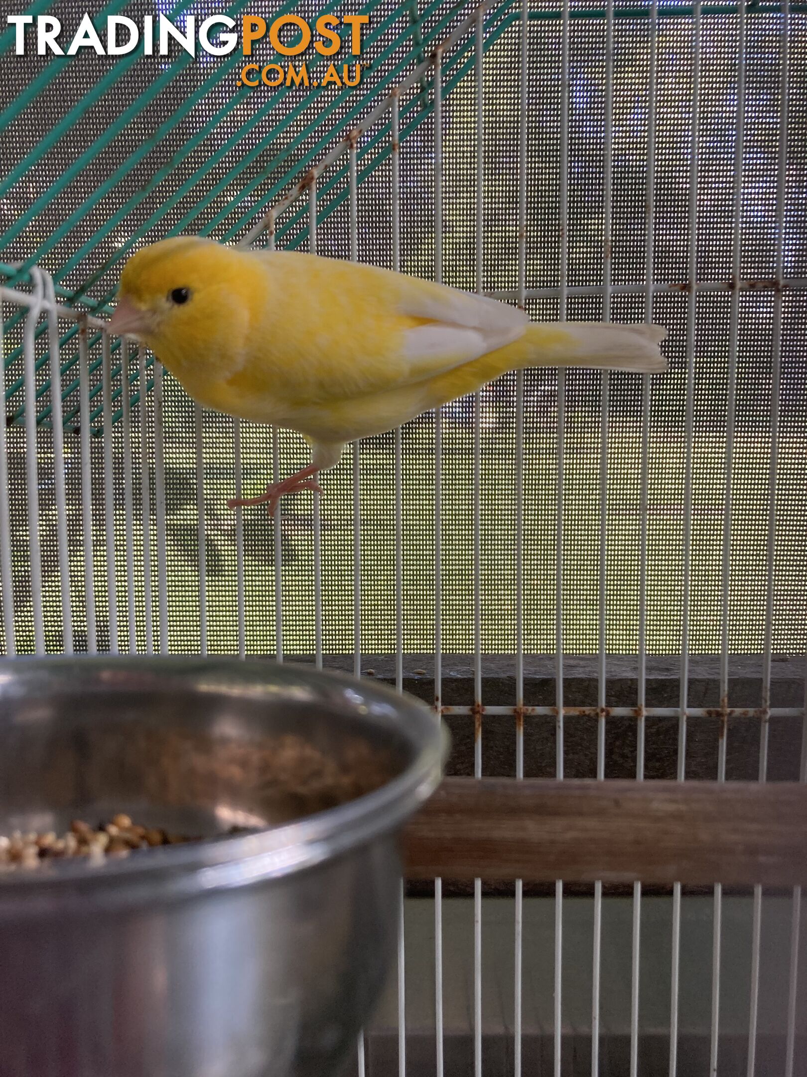 Male and Female Canaries