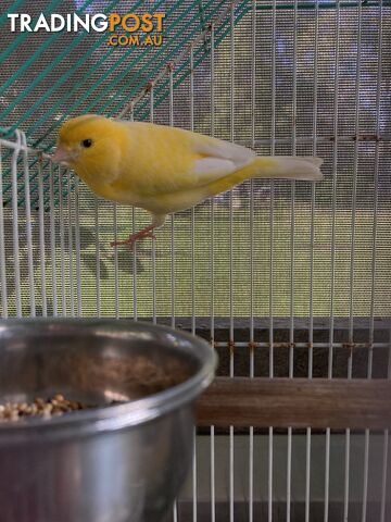 Male and Female Canaries