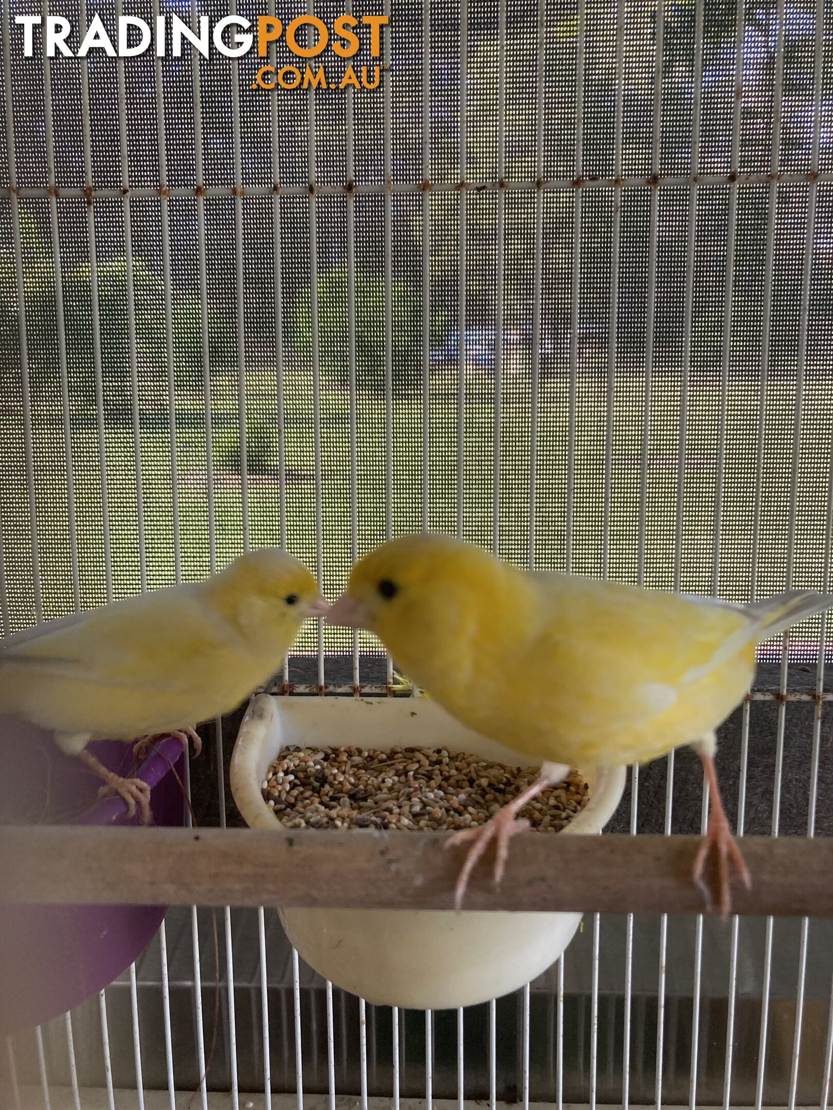 Male and Female Canaries