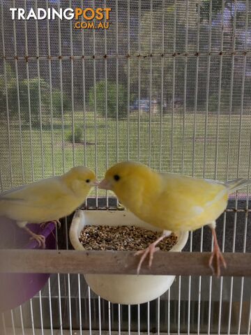 Male and Female Canaries