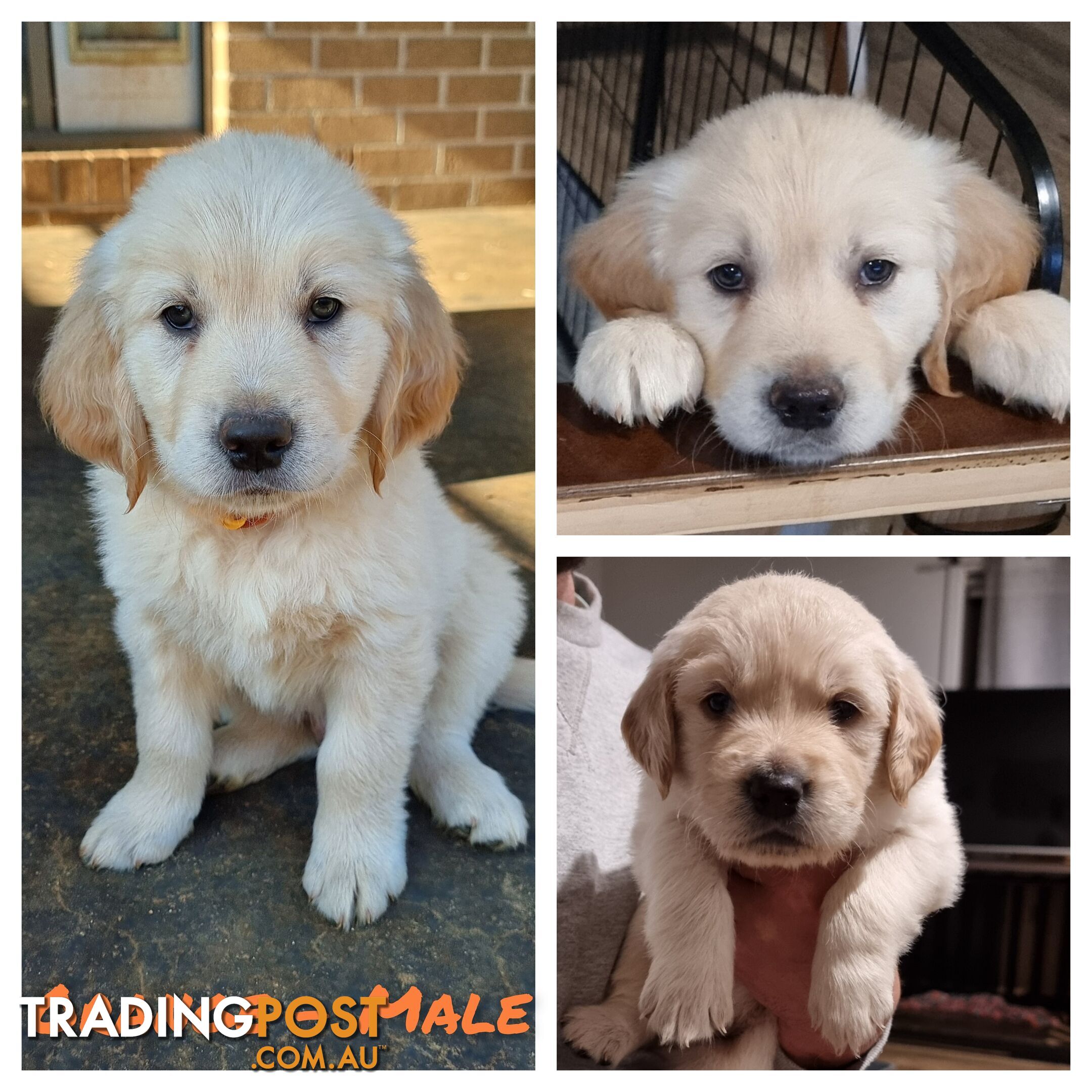 Pure Bred Golden Retriever Puppies