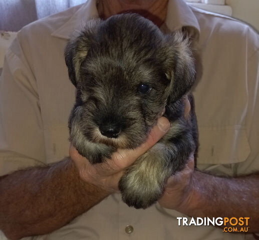 Minature Schnauzer puppies