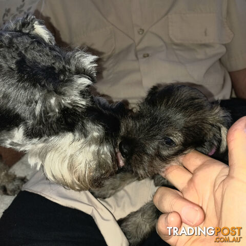 Minature Schnauzer puppies