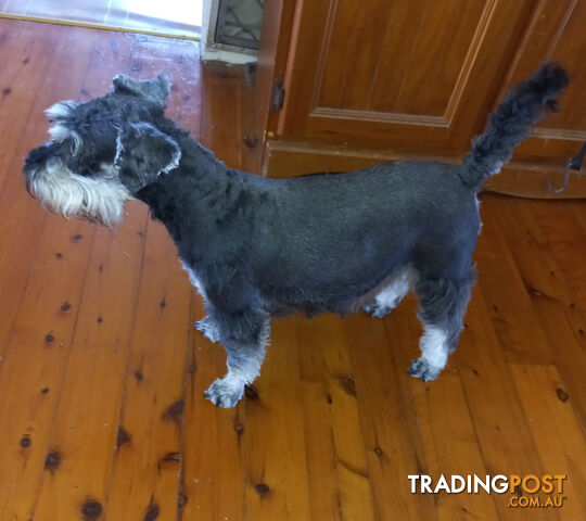 Minature Schnauzer puppies