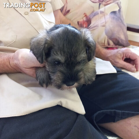 Minature Schnauzer puppies